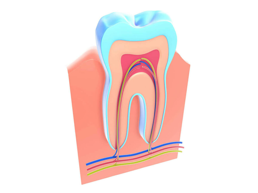 Anatomy of a tooth